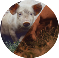 agrarische subsidies